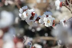 京郊自驾赏花：北京凤凰岭景区图片