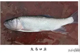 下河抓鱼都有多少种方法？有一种方法你可能没有想到图片