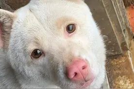 你的童年有只“大黄”吗？40种中国本土犬大全（带图片）快收藏！图片