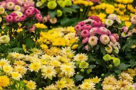 人淡如菊，心素如简图片