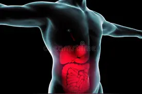 经常肚子疼、拉肚子？教你7 种有效的方法改善肠道健康图片