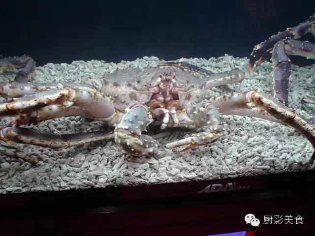 什么海鲜胶原蛋白最多 2025年海鲜含有胶原蛋白吗