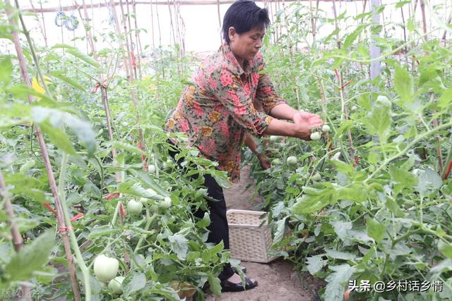 磷酸二氢钾混合红糖和食醋做肥料，效果神奇在哪里？你知道吗