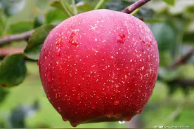 全球最有名的10种苹果，新疆阿克苏苹果上榜，你都吃过哪几种？图片