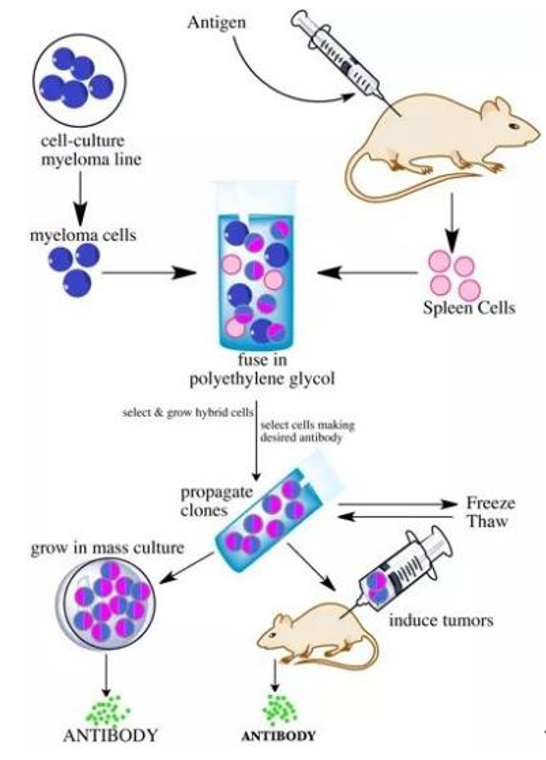 推荐收藏｜浅谈抗体筛选技术