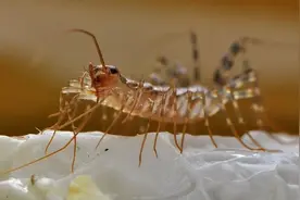 家里如果发现它，千万别着急拍打，可能会帮你家消灭许多害虫图片