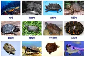 龟龟品种大全(带图片)，各位龟友快来对比收藏一下!图片