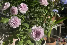 一款近乎完美的月季花，颜值高，香味好闻，多季开花，夏花也标准图片
