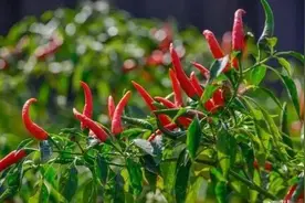 无辣不欢！无辣不可？图片