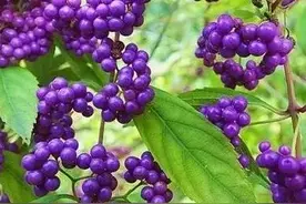 紫珠草，果实确实好看图片