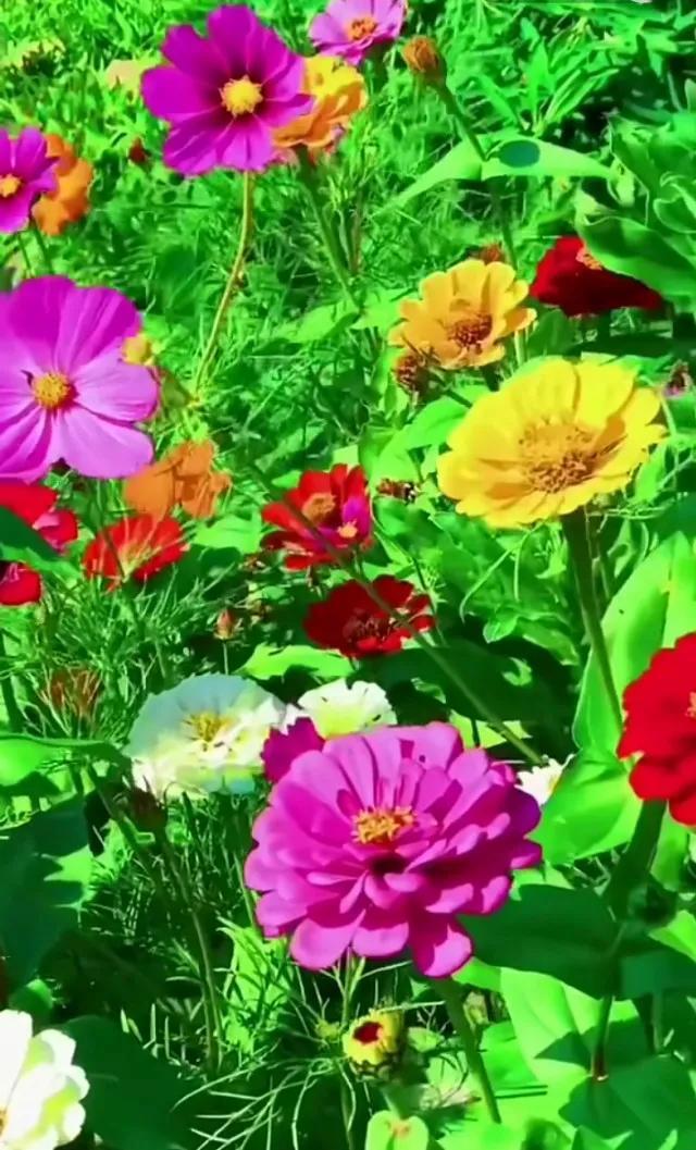 壁纸美图,鲜花怒放,五彩斑斓,绚丽多姿,美不胜收