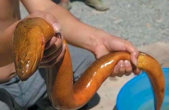 老人说黄鳝血是大补，小伙去田里钓起大黄鳝，生喝血酒差点没命？