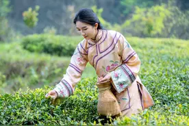 春意正浓茶飘香！黄平永康村400余亩“黄金芽”正式开采图片