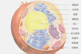 「科普」动物细胞图片