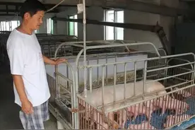 老母猪肉能不能吃，过去淘汰老母猪村里是怎么处理的图片
