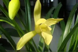黄金小神童兰花，花色金黄，香气雅致，寓意“金玉满堂”图片