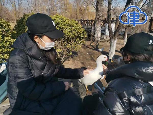 天津这些“校宠”火了！黑天鹅带娃到处逛~鸭鸭像朵棉花糖~学生考前都去喂锦鲤