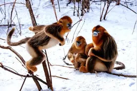 秦岭金丝猴们下山觅食，却被冻成表情包，它们为何不去南坡过冬？图片