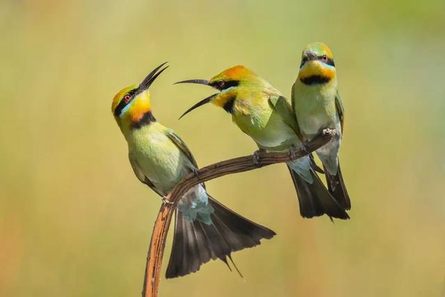 尼康Z8相机升级全新3.00固件：大幅提升自动对焦性能