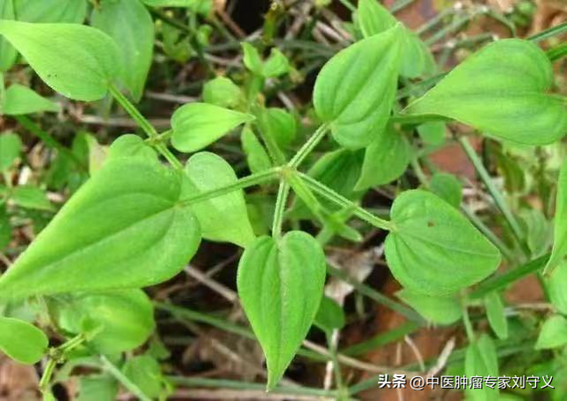 每日一味抗癌中药——茜草,田边路旁多见,可凉血止血,活血祛瘀