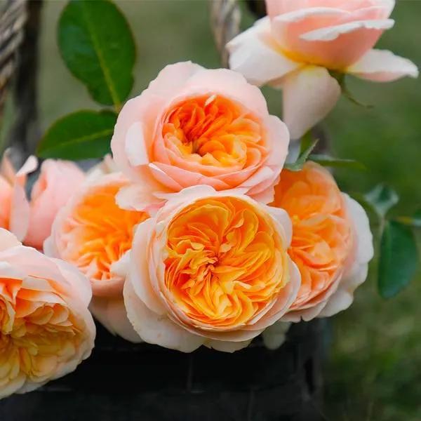 世界上最贵的玫瑰花 朱丽叶玫瑰,价值惊掉你的下巴