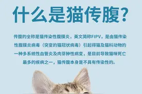 什么是猫传腹，猫传腹有哪些症状？图片