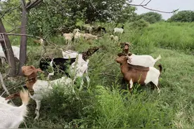 细数我养羊种过的各类牧草，时间和精力没少花，钱没见到图片