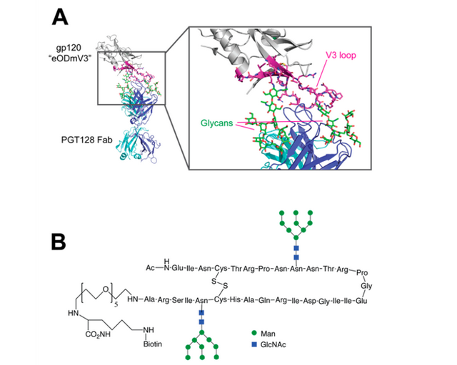 全球多肽疫苗研发进展