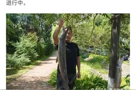 鳄雀鳝会咬人，有剧毒，在水体中无敌，有这么可怕吗？来科普一波图片