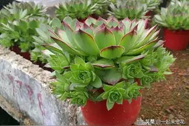 3种强健的多肉，直接丢在角落里，新芽从盆里“流出来”，真惊喜图片