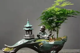 适合桌面的盆栽植物二 文竹图片