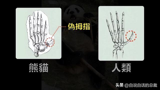 熊猫：真实存在的上古恐惧，为什么只有人类觉得大熊猫很可爱？