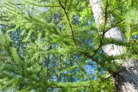 俗话说“房前屋后，莫种五树”，是哪五树，你知道吗？图片