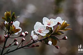 《朝花夕拾》中的8个经典名句，体会鲁迅笔下的百味人生图片