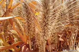 河南这6个小麦新品种，亩产都超过900公斤，最高亩产950.1公斤图片