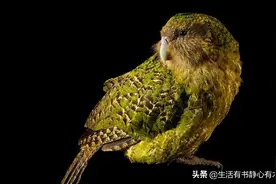 涨知识，鹦鹉界的战五渣走地鸡“鸮鹦鹉”图片