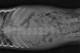 宠物医生，狗狗两个月大肺炎怎么办？图片