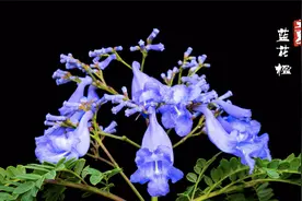 花香云南-立夏-蓝花楹浪漫绽放图片