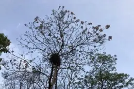 俗语：两鸟进家门，不富也添喜，是哪俩种鸟？为什么没有喜鹊？图片
