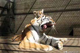 老韩讲了一个故事：动物的悲惨世界图片