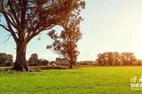 偷偷离去的父母图片