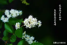 家家悦广场：小叶女贞花开白似雪，隐在绿荫无人知图片