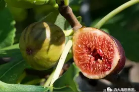 实用的无花果栽培技术大全，请收藏图片