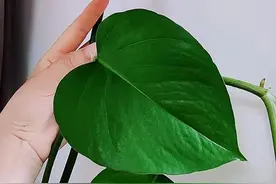 养绿萝用3个小偏方，叶片比手掌大，藤蔓越长越长，像一片小森林图片