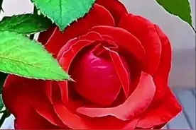 异性相处，一旦有了这些现象，说明你已经爱上对方了图片