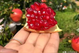 会理突尼斯软籽石榴，一咬就爆汁，不用吐籽，让人很过瘾图片
