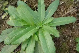 浑身是刺的“七七芽”，原来是优质的野菜，养生价值高，你可吃过图片