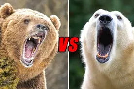 北极熊vs科迪亚克棕熊，谁才是真正的猫科一哥？图片