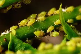 养花小技巧：5种天然杀虫剂，在家就能自制，虫子杀净叶子绿图片