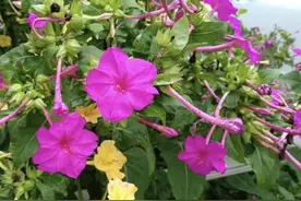 俗称“癍痣草”，1棵只能活12个月，却有人去种植，因为十分珍贵图片